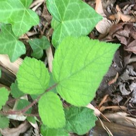 Photo of the plant species Wine Raspberry by @PetPetiolatefig named Bruce Lee on Greg, the plant care app