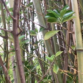 Photo of the plant species Strawberry Guava by @PetPetiolatefig named Navajo on Greg, the plant care app