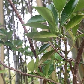 Photo of the plant species Japanese Spindle by @PetPetiolatefig named Planty on Greg, the plant care app