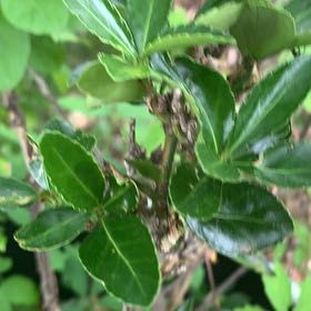 Photo of the plant species Japanese Spindle by @PetPetiolatefig named Homer on Greg, the plant care app