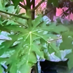 Photo of the plant species Papaya by @PetPetiolatefig named Wall-E on Greg, the plant care app