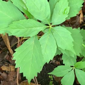 Photo of the plant species Virginia Creeper by @PetPetiolatefig named Harper on Greg, the plant care app