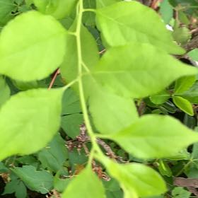 Photo of the plant species Asian Bittersweet by @PetPetiolatefig named Ronaldo on Greg, the plant care app