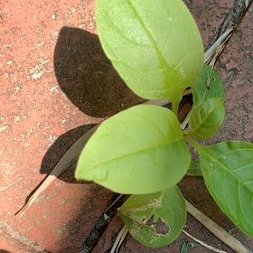 Photo of the plant species Malabar Spinach by @PetPetiolatefig named Leonardo on Greg, the plant care app