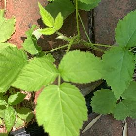 Photo of the plant species Black Raspberry by @PetPetiolatefig named Kylie on Greg, the plant care app