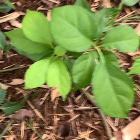 Photo of the plant species Asian Bittersweet by @PetPetiolatefig named Drake on Greg, the plant care app