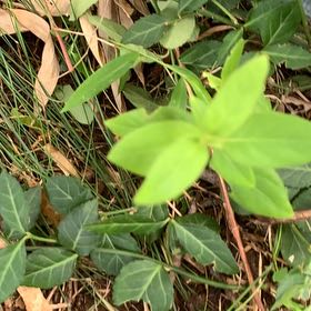 Photo of the plant species Lonicera Japonica by @PetPetiolatefig named Sahara on Greg, the plant care app
