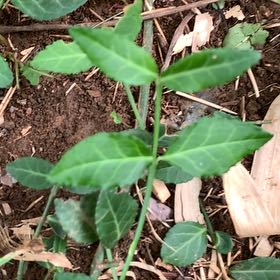 Photo of the plant species Fortune's Spindle by @PetPetiolatefig named Treeyoncé on Greg, the plant care app
