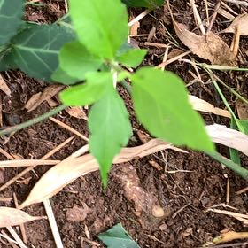 Photo of the plant species Pheasants Eye by @PetPetiolatefig named Sahara on Greg, the plant care app