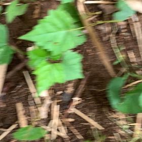 Photo of the plant species Muscadine Grape by @PetPetiolatefig named Austen on Greg, the plant care app