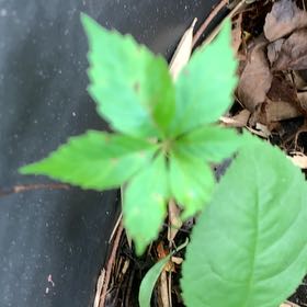 Photo of the plant species Virginia Creeper by @PetPetiolatefig named Naomi on Greg, the plant care app