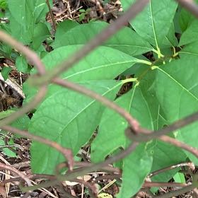 Photo of the plant species Spicebush by @PetPetiolatefig named Emerson on Greg, the plant care app