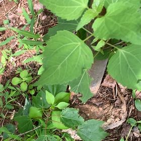 Photo of the plant species Richweed by @PetPetiolatefig named Tupot amaroot on Greg, the plant care app