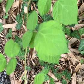 Photo of the plant species Wine Raspberry by @PetPetiolatefig named Harry on Greg, the plant care app