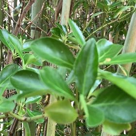 Photo of the plant species Japanese Spindle by @PetPetiolatefig named Surya on Greg, the plant care app