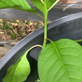Photo of the plant species American Pokeweed by @PetPetiolatefig named Prince on Greg, the plant care app