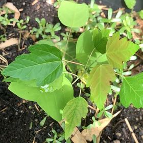 Photo of the plant species Manitoba Maple by @PetPetiolatefig named Maya on Greg, the plant care app