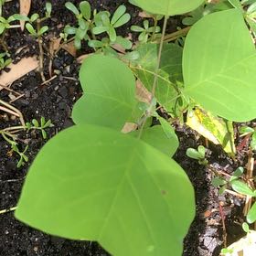Photo of the plant species Tulip Poplar by @PetPetiolatefig named Beyonce on Greg, the plant care app