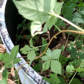 Photo of the plant species Virginia Creeper by @PetPetiolatefig named Zion on Greg, the plant care app
