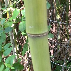 Photo of the plant species Monk's Belly Bamboo by @PetPetiolatefig named Marley on Greg, the plant care app