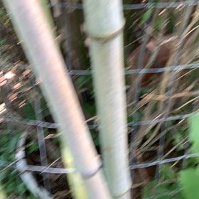 Photo of the plant species Monk's Belly Bamboo by @PetPetiolatefig named Beyonce on Greg, the plant care app