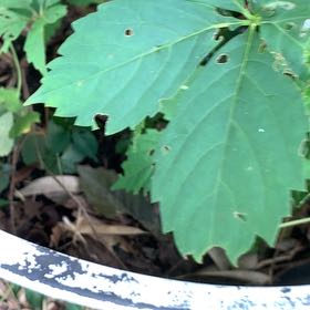 Photo of the plant species Virginia Creeper by @PetPetiolatefig named Peter Parker on Greg, the plant care app