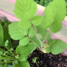 Photo of the plant species Wine Raspberry by @PetPetiolatefig named Eva on Greg, the plant care app