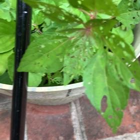 Photo of the plant species Virginia Copperleaf by @PetPetiolatefig named Kylie on Greg, the plant care app