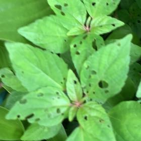 Photo of the plant species Virginia Copperleaf by @PetPetiolatefig named Emerson on Greg, the plant care app