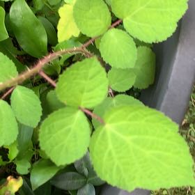 Photo of the plant species Wine Raspberry by @PetPetiolatefig named Gaga on Greg, the plant care app