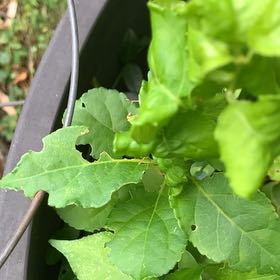 Photo of the plant species Asian Bittersweet by @PetPetiolatefig named Dolores on Greg, the plant care app
