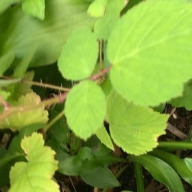 Photo of the plant species Wine Raspberry by @PetPetiolatefig named Wall-E on Greg, the plant care app