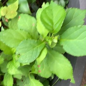 Photo of the plant species Asian Bittersweet by @PetPetiolatefig named Ronaldo on Greg, the plant care app