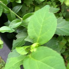 Photo of the plant species Asian Bittersweet by @PetPetiolatefig named LiloStitch on Greg, the plant care app