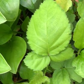Photo of the plant species American Ginseng by @PetPetiolatefig named Kesha on Greg, the plant care app