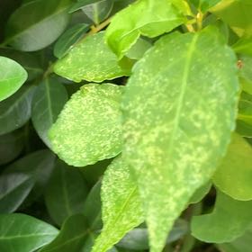 Photo of the plant species Japanese Spindle by @PetPetiolatefig named Forrest on Greg, the plant care app