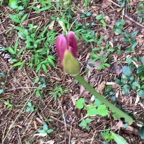 Photo of the plant species Resurrection Lily by @PetPetiolatefig named Gaga on Greg, the plant care app