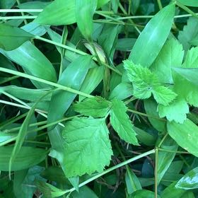 Photo of the plant species Mock Strawberry by @PetPetiolatefig named Michelle Branch on Greg, the plant care app