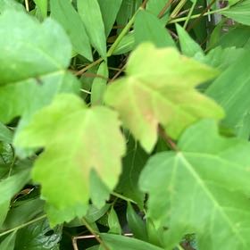 Photo of the plant species Acer Rubrum by @PetPetiolatefig named Figyonce on Greg, the plant care app