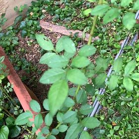 Photo of the plant species Multiflora Rose by @PetPetiolatefig named Stella on Greg, the plant care app