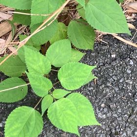 Photo of the plant species Ramie Chinese Grass by @PetPetiolatefig named Rihanna on Greg, the plant care app
