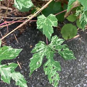 Photo of the plant species Amur Peppervine by @PetPetiolatefig named Navajo on Greg, the plant care app