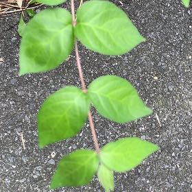 Photo of the plant species Lonicera Japonica by @PetPetiolatefig named Hemingway on Greg, the plant care app