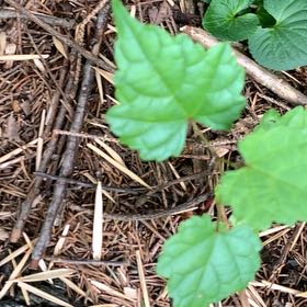 Photo of the plant species Muscadine Grape by @PetPetiolatefig named Marley on Greg, the plant care app