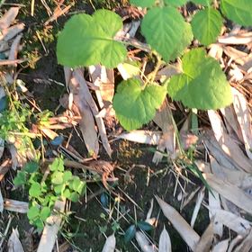 Photo of the plant species Mulberry Weed by @PetPetiolatefig named McKinley on Greg, the plant care app