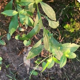 Photo of the plant species Wrinkleleaf Goldenrod by @PetPetiolatefig named Sigmund on Greg, the plant care app