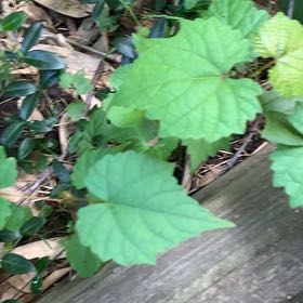 Photo of the plant species Muscadine Grape by @PetPetiolatefig named Daphne on Greg, the plant care app