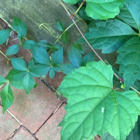 Photo of the plant species Japanese Ivy by @PetPetiolatefig named Fernie Mercury on Greg, the plant care app