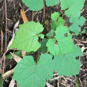 Photo of the plant species Muscadine Grape by @PetPetiolatefig named Zion on Greg, the plant care app