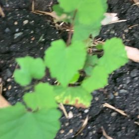 Photo of the plant species Muscadine Grape by @PetPetiolatefig named Gregarious on Greg, the plant care app